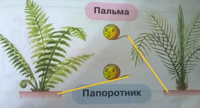пальма и папоротник