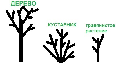 схема дерева, кустарника, травянистого растения