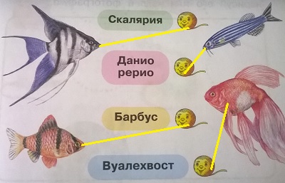 скалярия, данио рерио, барбус, вуалехвост