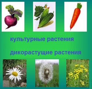 культурные и дикорастущие растения
