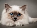 кошка в нашем доме
