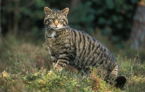 дикая кошка