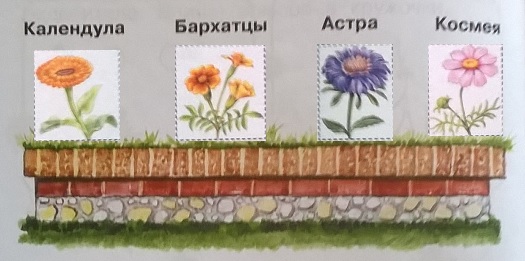 Календула, бархатцы, астра, космея