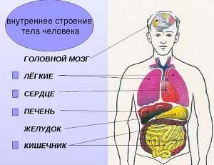 внутреннее строение