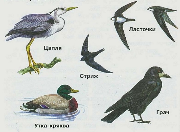 грач, стриж, утка-кряква, ласточка, цапля