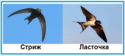 чем похожи и чем отличаются ласточки и стрижи