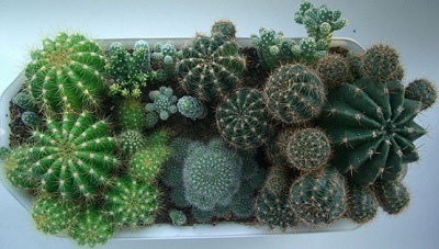 Кактусы