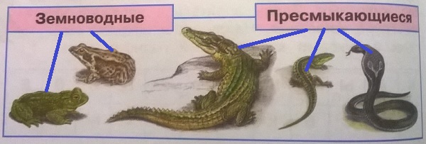 земноводные и пресмыкающиеся