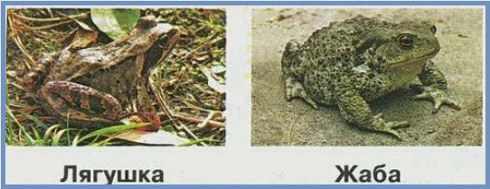 лягушка и жаба