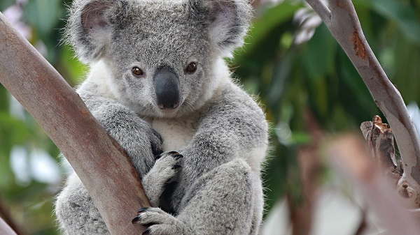 коала
