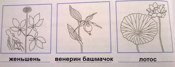 женьшень, венерин башмачок, лотос