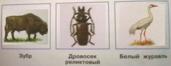 зубр, дровосек реликтовый, белый журавль