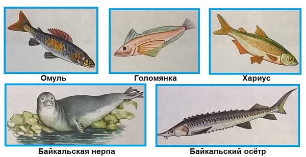 омуль, голомянка, хариус,байкальская нерпа, байкальский осётр