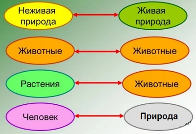 группы экологических связей