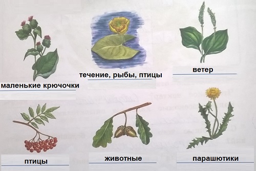 распространение семян