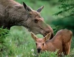 размножение и развитие животных
