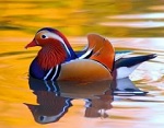 охрана животных