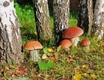 в царстве грибов