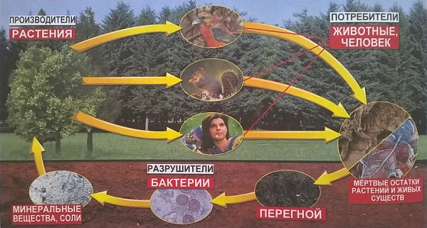 схема великого круговорота жизни