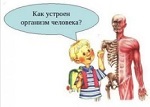 организм человека