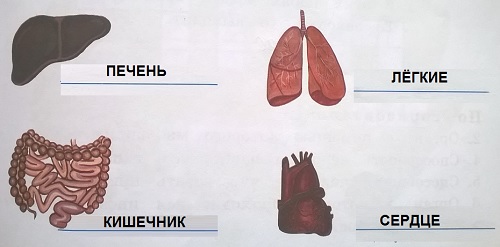 названия внутренних органов