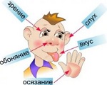 органы чувств