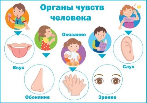 органы чувств