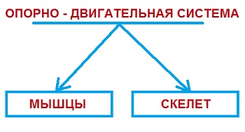 опорно - двигательная система