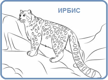 Ирбис