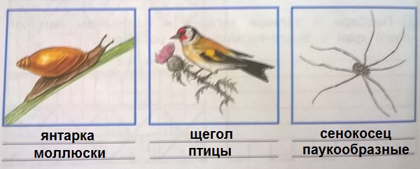 названия животных и групп