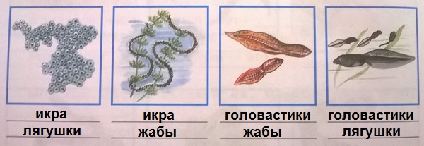 различия жаба и лягушка