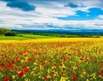 луг - царство цветов и насекомых