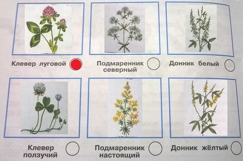 растения луга: клевер, подмаренник, донник
