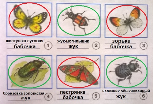 желтушка луговая, жук-могильщик, зорька, бронзовка золотистая, пестрянка, навозник обыкновенный