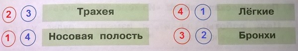 воздух при вдохе и выдохе