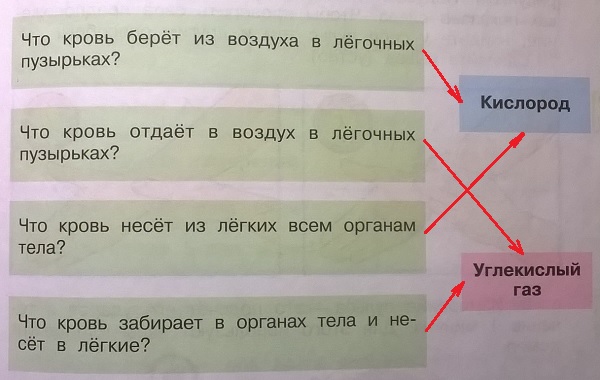 как работает наш организм