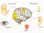 наши органы чувств