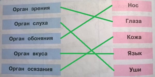 Окружающий мир 3 класс, органы чувств