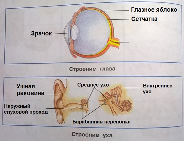 строение глаза, строение уха