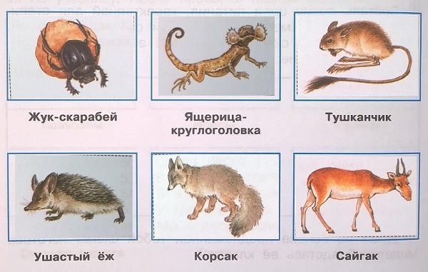 жук-скарабей, ящерица-круглоголовка, тушканчик, уастый ёж, корсак, сайгак