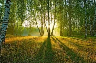 Русский лес