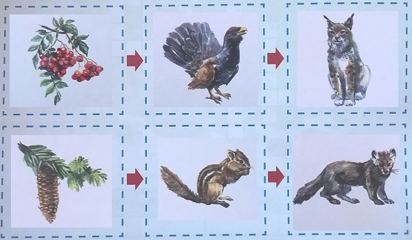 цепи питания животных и растений леса