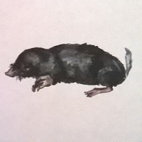 крот