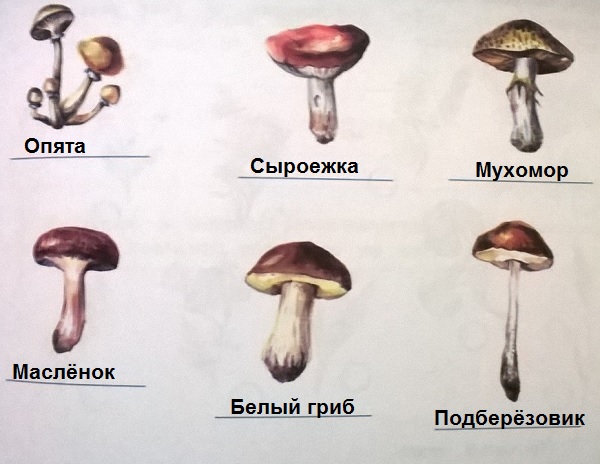 подпиши названия грибов. Окружающий мир