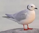 чайка