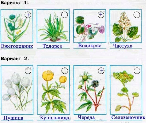 узнай названия этих растений пресного водоёма и лажных мест