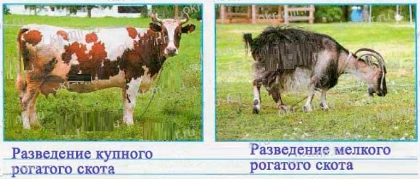 подпиши отрасли животноводства