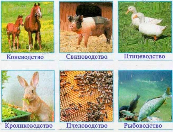 подпиши отрасли животноводство