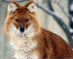 сообщение о животных из Красной книги