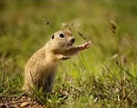 сообщение животные степи